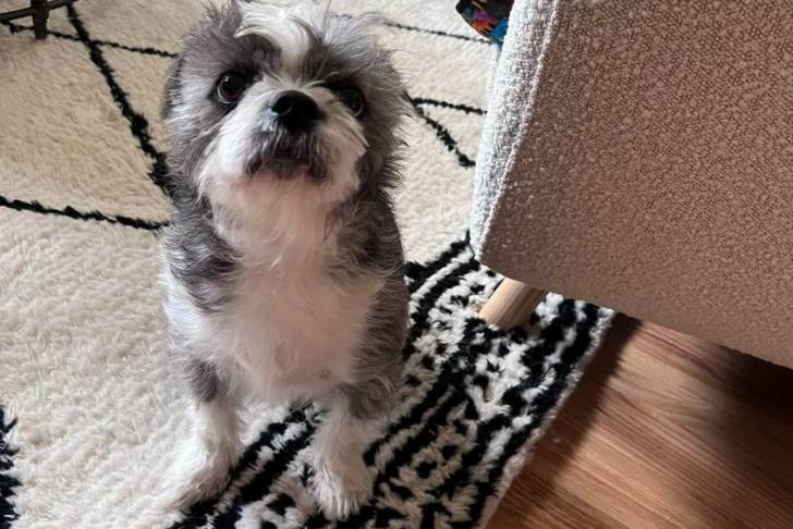 Un Boshih se tenant sur un tapis à motifs dans un salon