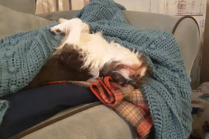 Un Boshih dormant sur un canapé et enveloppé dans une couverture