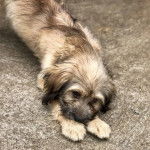 Un Care-Tzu se reposant sur une surface en béton