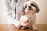 Photo d'un vétérinaire examinant un Care-Tzu avec un stéthoscope