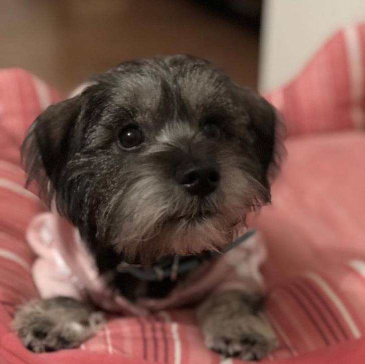 Un Care-Tzu allongé sur un lit avec une couverture
