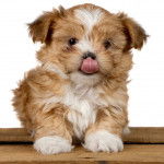 Un Cava Tzu assis sur une surface en bois avec un arrière-plan blanc