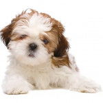 Un Cava Tzu allongé sur un fond blanc