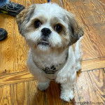 Photo prise de haut d'un Cava Tzu assis sur un plancher en bois