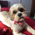 Un Cava Tzu portant un nœud papillon et allongé sur un lit