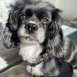 Un Cava Tzu portant un collier et assis sur un matelas