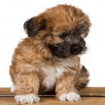 Un Cava Tzu assis sur une table en bois avec un fond blanc en arrière plan