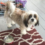 Un Cava Tzu assis sur un tapis à côté d'un bol d'eau sur un sol en bois