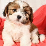 Un Cava Tzu assis sur une couverture rouge