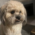 Photo de la tête d'un Cava Tzu assis sur un canapé