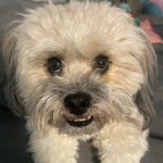 Photo de la tête d'un Cava Tzu blanc fixant la caméra