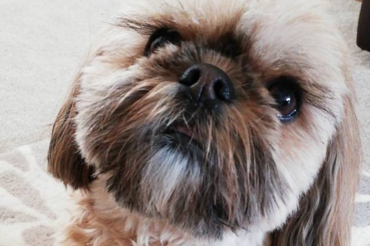 Photo du visage d'un Cava Tzu 