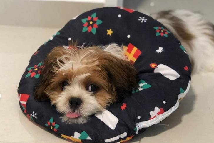 Un Cava Tzu reposant dans un lit pour animaux 