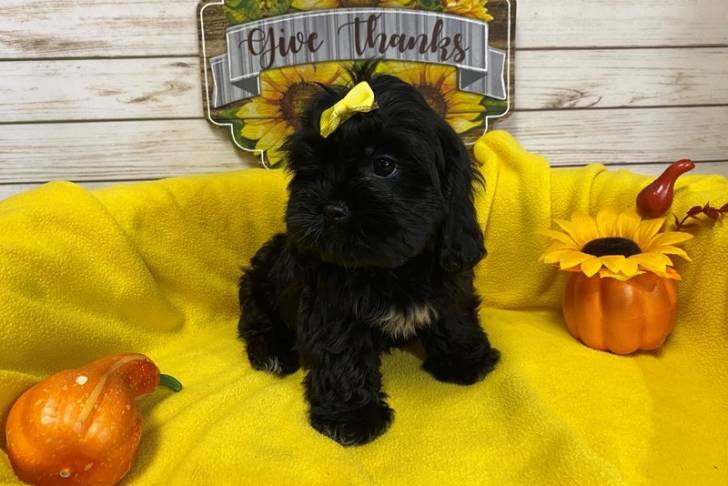 Un Cava Tzu assis sur une couverture jaune à côté d'une citrouille et d'un tournesol