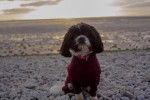 Un Cava Tzu portant un pull et assis sur une plage rocheuse