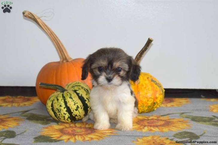 Un Cava Tzu assis à côté de plusieurs citrouilles sur un tapis à motifs