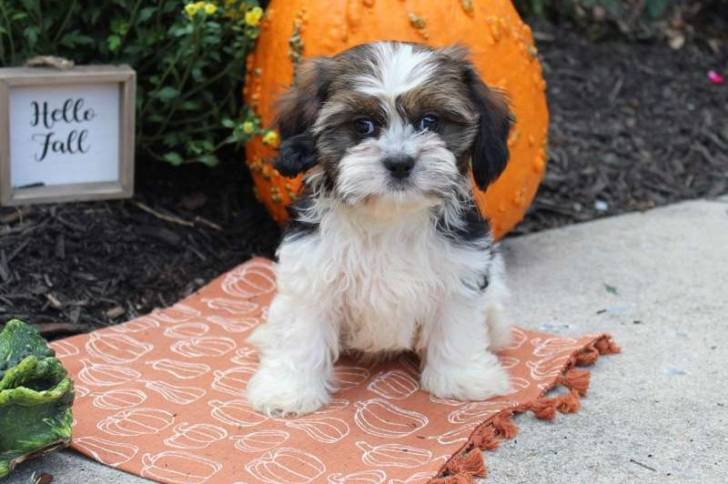 Un Cava Tzu assis sur un tapis orange avec des motifs