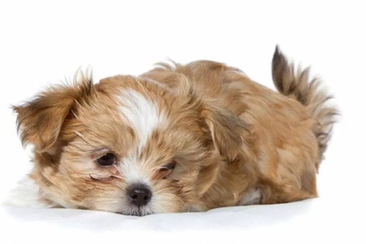 Un Cava Tzu allongé sur un fond blanc