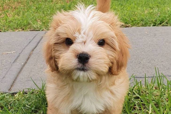 Un Cava Tzu se tenant sur l’herbe verte à côté d’un trottoir en béton