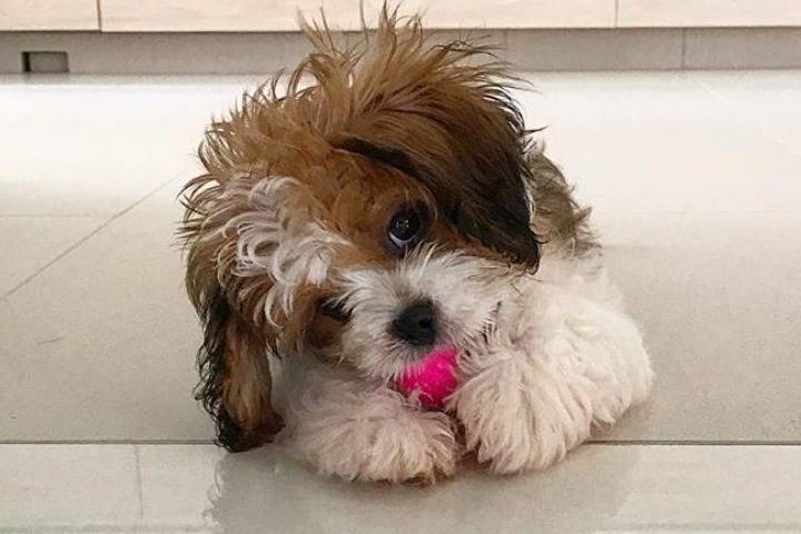 Un Cava Tzu allongé sur un sol carrelé clair