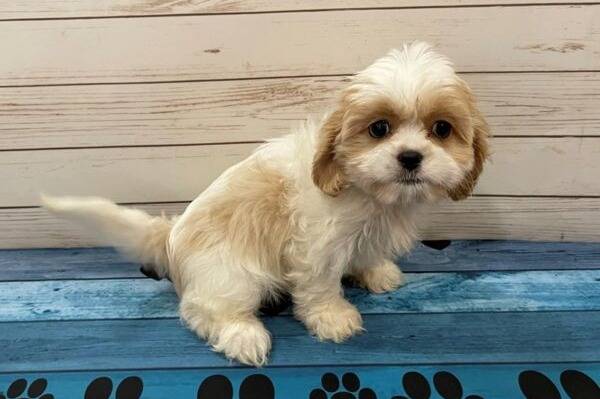 Un Cava Tzu assis sur un sol en bois
