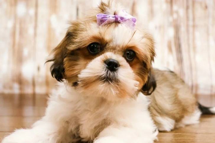 Un Cava Tzu allongé sur un plancher en bois