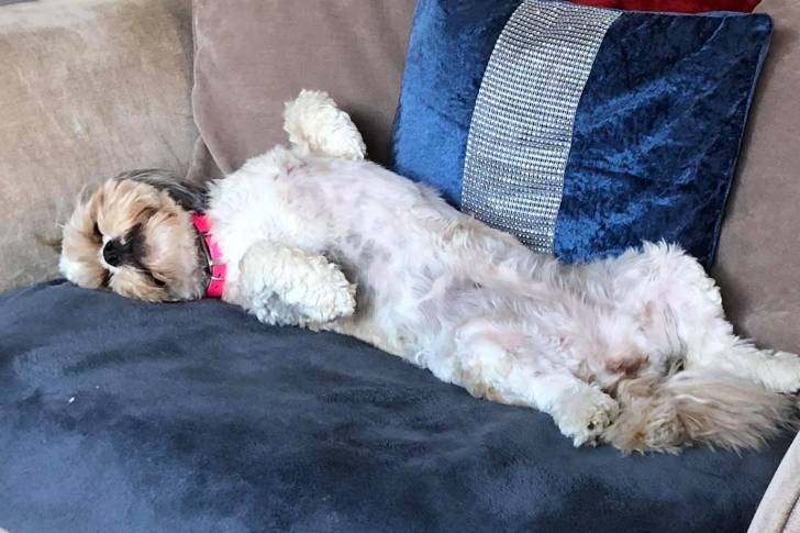 Un Cava Tzu endormi sur un canapé avec un coussin derrière lui