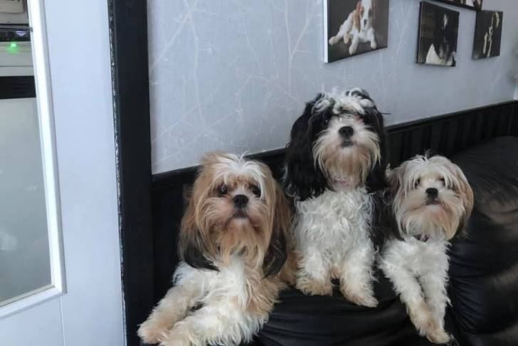 Photo de trois Cava Tzu regardant la caméra et assis sur un canapé