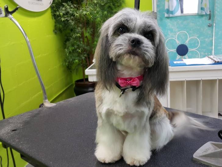 Un Cava Tzu portant un nœud papillon et assis sur une table dans une pièce