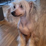 Un Crested Tzu au pelage bicolore, assis sur un plancher en bois