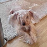 Un Crested Tzu au pelage bicolore, allongé sur un plancher en bois et regardant la caméra 