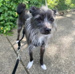 Un Crested Tzu au pelage bicolore, debout sur une voie bitumée, portant un harnais et qui est tenu en laisse