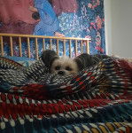 Un Crested Tzu au pelage bicolore, allongé sur un lit et recouvert d'un un drap 