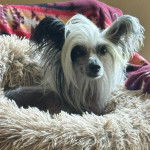 Un Crested Tzu au pelage tricolore, allongé sur sa couchette et regardant la caméra 