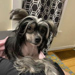 Un Crested Tzu au pelage bicolore, allongé sur un lit et regardant la caméra 