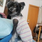 Un Crested Tzu au pelage bicolore, assis à côté d'un coussin, portant un habit pour chien et regardant la caméra 