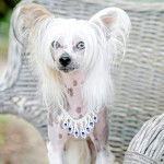 Un Crested Tzu au pelage bicolore, regardant la caméra et portant un collier autour du cou 