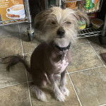 Un Crested Tzu au pelage tricolore, assis sur un sol carrelé et portant un collier autour du cou 