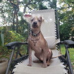 Un Crested Tzu au pelage bicolore, assis sur un transat, portant un collier autour du cou et regardant la caméra