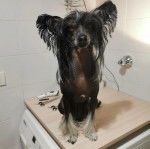 Un Crested Tzu au pelage bicolore, assis sur une machine à laver et regardant la caméra  