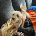 Un Crested Tzu au pelage bicolore, allongé sur un canapé et regardant la caméra