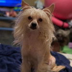 Un Crested Tzu au pelage bicolore, assis sur une couverture bleue nuit  et regardant la caméra