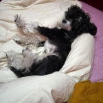 Un Crested Tzu au pelage bicolore, allongé sur un drap blanc et semblant détendu 