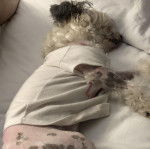 Un Crested Tzu au pelage bicolore, allongé sur un lit, portant un habit pour chien et semblant dormir  