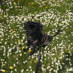 Un Crested Tzu au pelage noir, assis dans un jardin, portant un harnais et qui est tenu en laisse 
