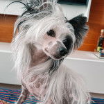 Un Crested Tzu au pelage bicolore, assis sur un tapis 