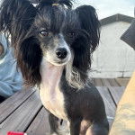Un Crested Tzu au pelage bicolore, assis sur une table en bois  