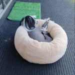 Un Crested Tzu au pelage bicolore, allongé dans une  couchette et semblant dormir 