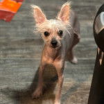 Un Crested Tzu au pelage bicolore, debout sur un plancher en bois et regardant la caméra 