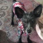 Un Crested Tzu au pelage bicolore, debout sur un tapis et portant un habit pour chien